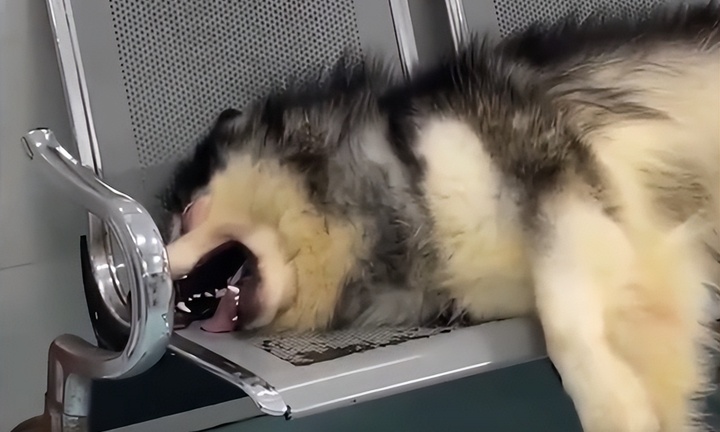 Chú chó tru khóc thảm thương ở bệnh viện, ai nấy đều 'bất lực' khi biết lý do