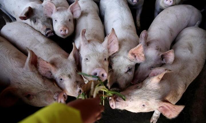 Giá thịt lợn tại Trung Quốc tăng kỷ lục