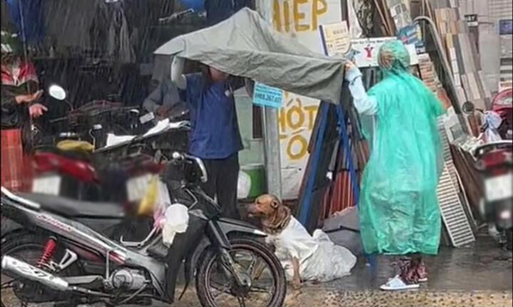 Chú chó trốn khỏi kẻ trộm giữa mưa và cử chỉ được khen hết lời của 2 cô gái lạ