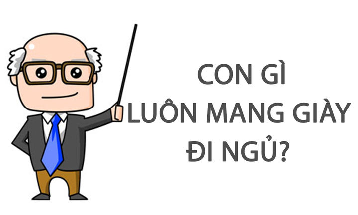 Con gì luôn mang giày đi ngủ? 