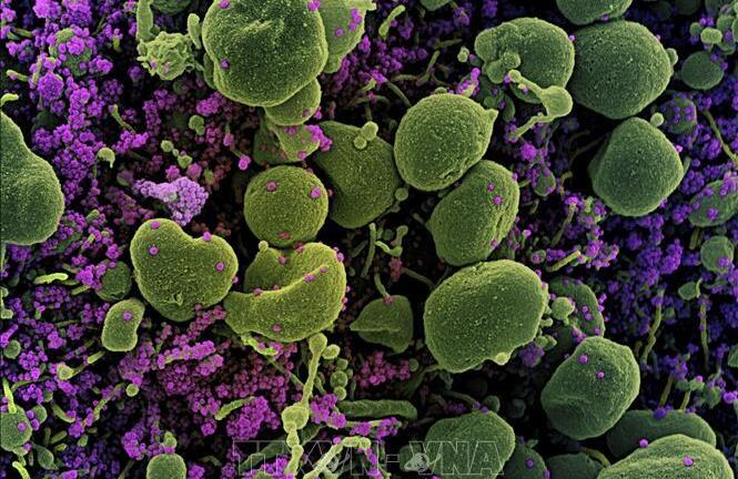 Ghi nhận 6 ca mắc chủng lai giữa biến thể Delta và biến thể Omicron tại Nga