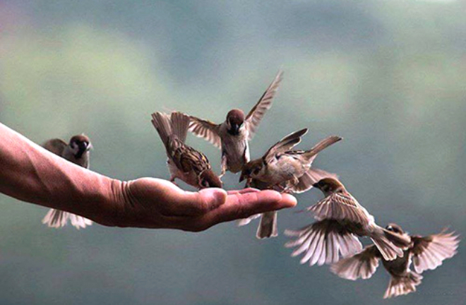 Phóng sinh - từ bi hay tội ác?