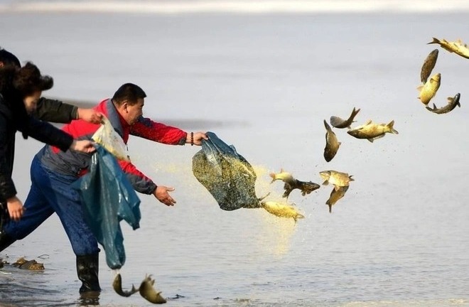 Mù Phật pháp, phóng sinh thành sát sinh