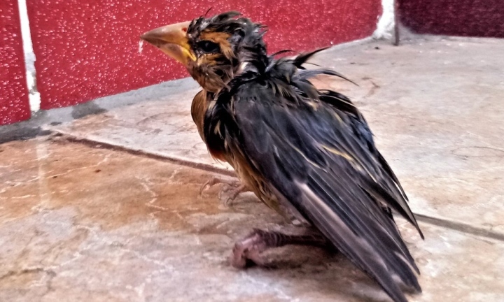 Phóng sinh hay đày đoạ sinh linh muôn loài?