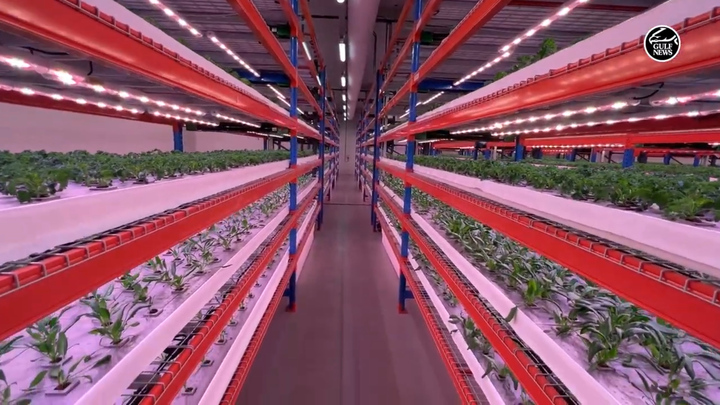 Video: Bên trong trang trại thẳng đứng trồng 1.000 tấn rau mỗi năm