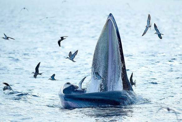 Video: Kỳ thú đàn cá voi xanh xuất hiện ven biển Bình Định