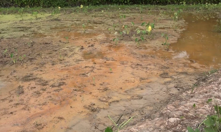 Video: Công ty thực phẩm xả thải 'bức tử' đồng ruộng của người dân ở Thái Bình 