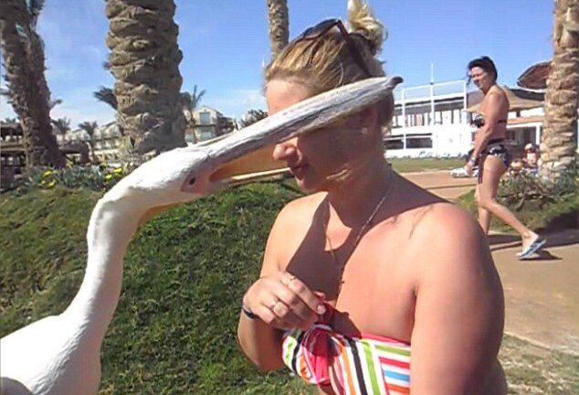 Hết hồn với khả năng 'cạp' dạo của 'loài vật ăn tạp nhất hành tinh' và cái kết 