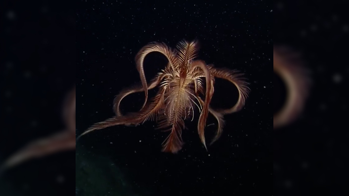 Video: Huệ biển - loài động vật mang vẻ đẹp kỳ lạ dưới đáy đại dương