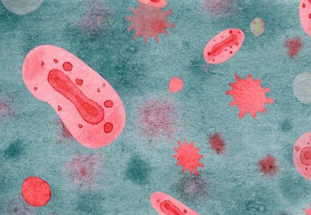 WHO: Đột biến gen của virus đậu mùa khỉ có thể làm trầm trọng thêm sự lây truyền