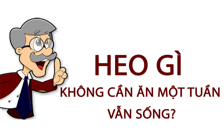 Heo gì không cần ăn một tuần vẫn sống?
