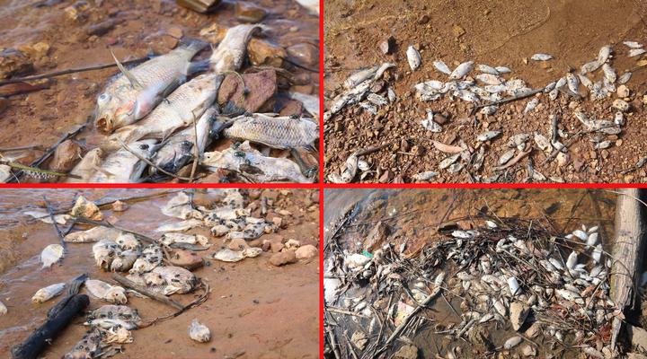 Cá chết hàng loạt, bốc mùi hôi thối tại hồ cấp nước cho TP Hà Tĩnh