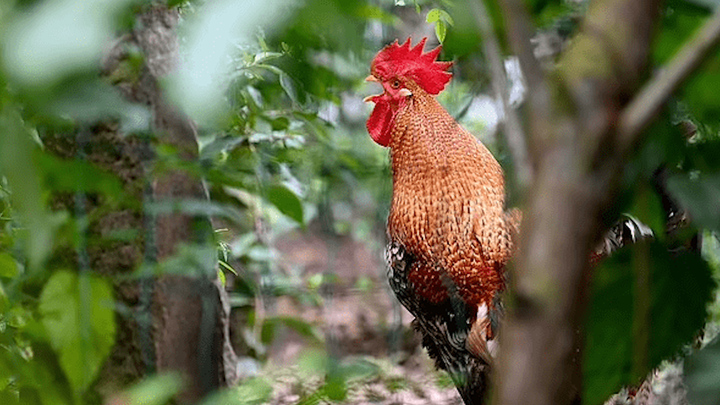 Video: Chú gà gáy 200 lần mỗi ngày, hàng xóm kiện nhau ra tòa