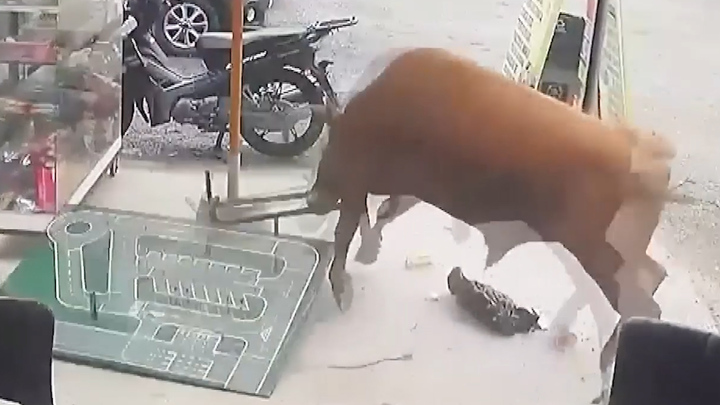 Video: Trốn thoát khỏi xe tải, bò tót lao vào quán ăn húc tung mọi thứ