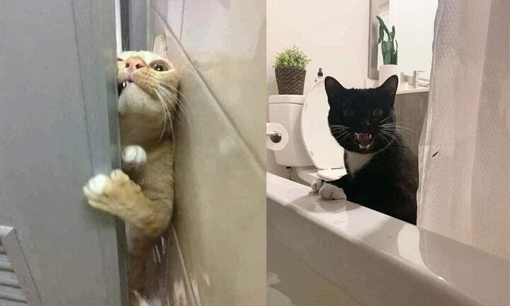 Bắt quả tang những 'kẻ rình mò' phòng tắm cực manh động nhưng không ai nỡ bắt