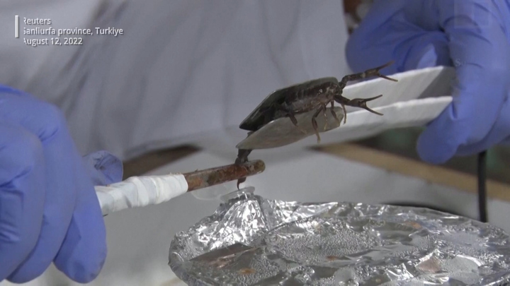 Video: Trang trại nuôi bọ cạp để vắt nọc độc