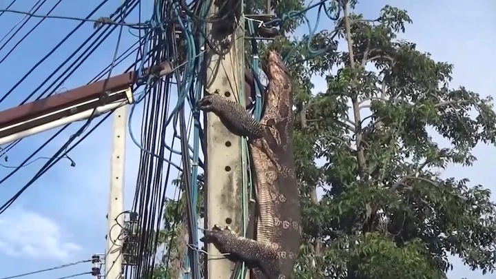 Video: Bị truy đuổi, kỳ đà khổng lồ trèo lên cột điện lẩn trốn
