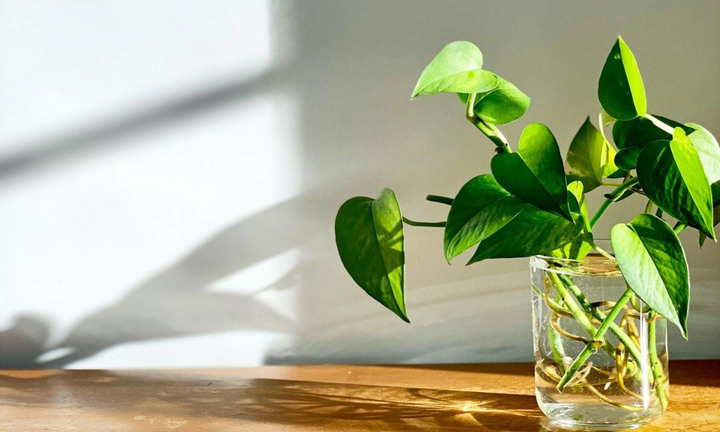 9 loại cây giúp ngủ ngon, nên đặt trong phòng ngủ