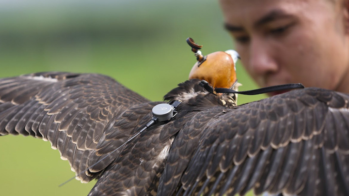 Video: Dùng flycam, định vị GPS huấn luyện 'sát thủ bầu trời'