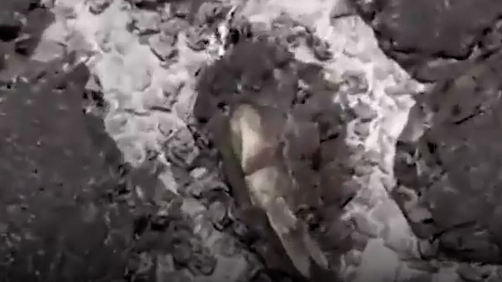 Video: Người đàn ông ngỡ ngàng khi đàn cá nuôi trên sân thượng bị nướng chín