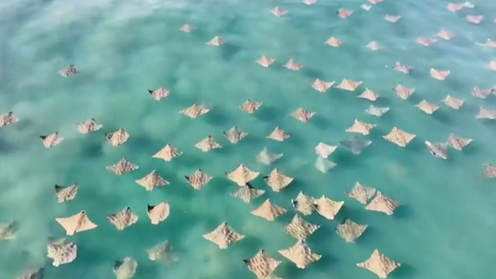 Video: Đàn cá đuối gai độc tạo cảnh tượng kỳ thú trên mặt biển