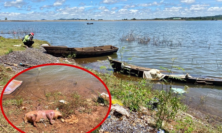 Ảnh: Kinh hãi xác lợn trôi nổi trên lòng hồ ở Buôn Ma Thuột