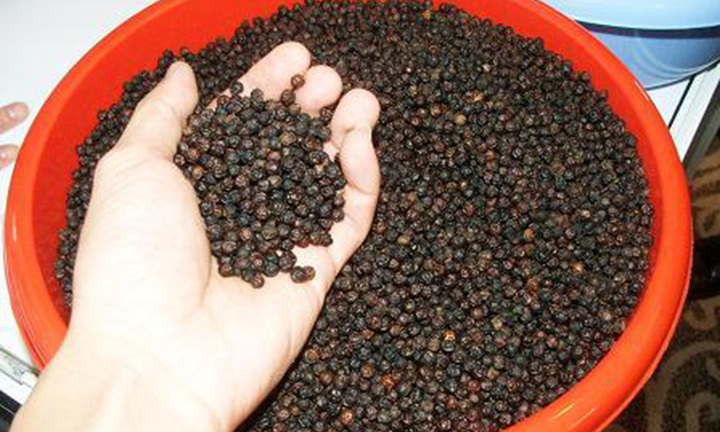 Giá tiêu hôm nay 28/8: Duy trì đà giảm