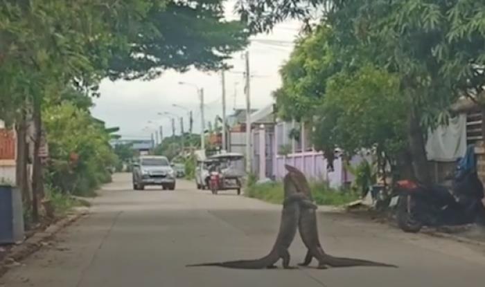 Video: Thằn lằn vật nhau giành lãnh thổ trên đường phố Thái Lan