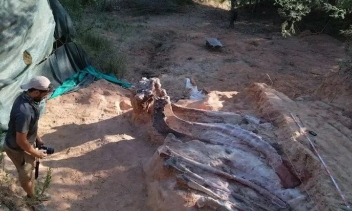 Phát hiện bộ xương khủng long lớn hiếm thấy