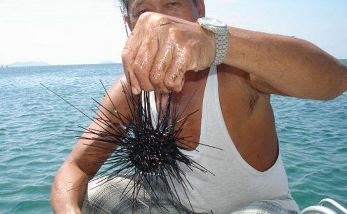 Mùa săn 'nhân sâm của biển'