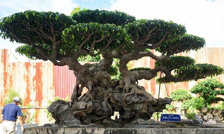 Cận cảnh cây sanh trăm tuổi giá 70 tỷ đồng vẫn không bán