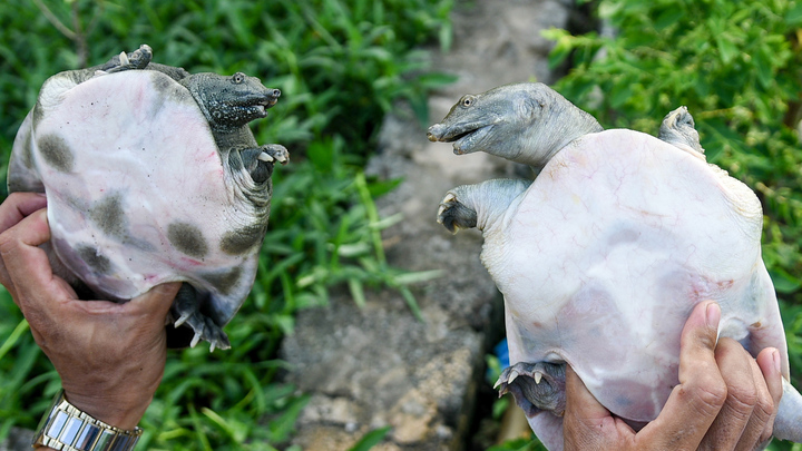 Video: Nông dân nuôi ba ba thu 3 tỷ đồng mỗi năm