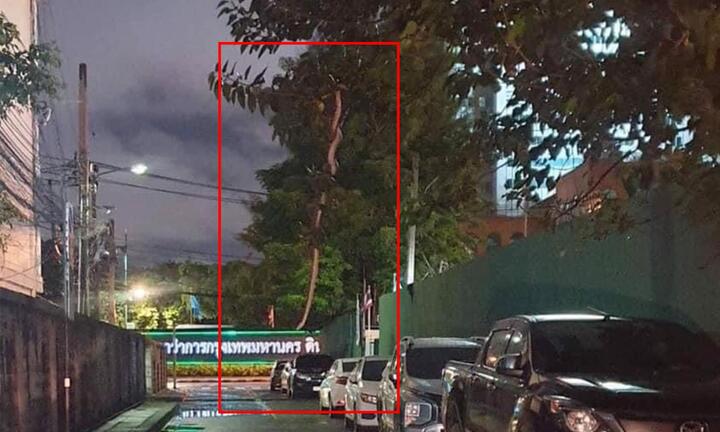 Sự thật về con rắn ‘khổng lồ’ vắt vẻo giữa đường khiến dân mạng sợ xanh mặt