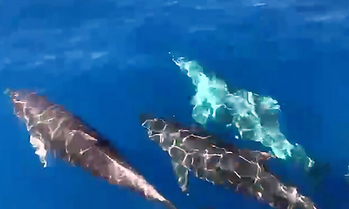 Đàn cá heo 'nhảy múa' trước mũi tàu ngư dân trên vùng biển Khánh Hòa