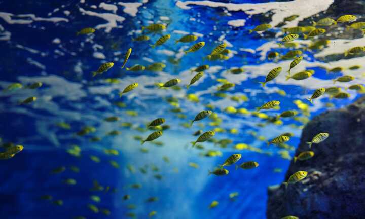 Mãn nhãn với đại dương cá thu nhỏ trong Bảo tàng Hải dương học Nha Trang