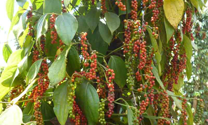 Giá tiêu hôm nay 4/9: Giao dịch ổn định trong khoảng 66.500 - 70.000 đồng/kg