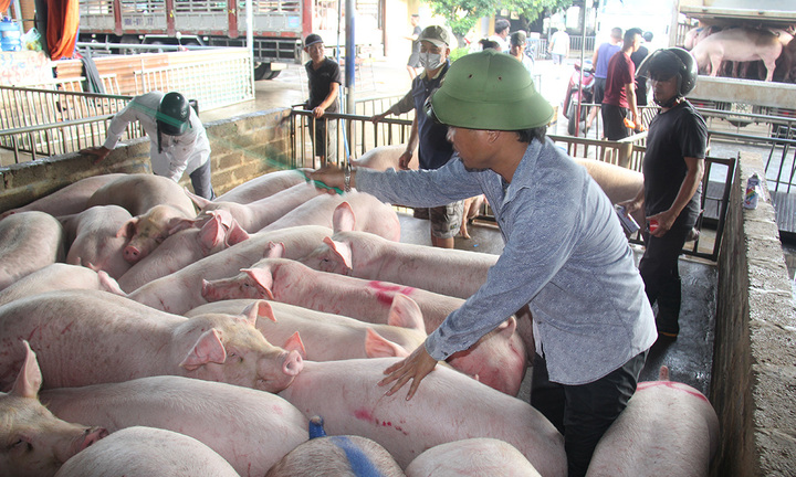 Giá heo hôm nay 4/9: Ổn định, dưới 70.000 đồng/kg