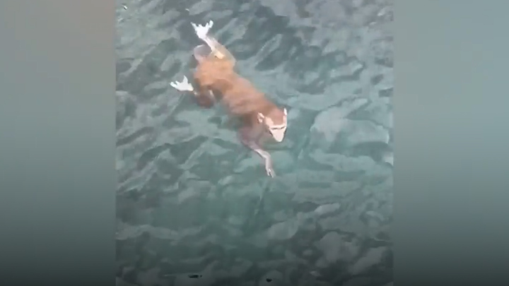 Video: Người dân thích thú ngắm khỉ ngụp lặn trên mặt biển