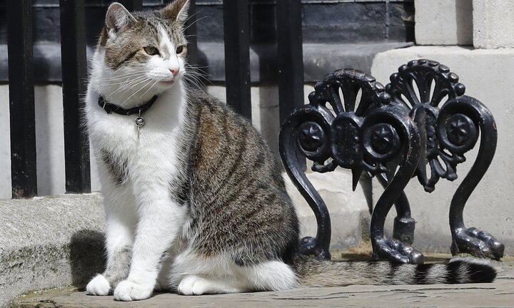 Nước Anh có thủ tướng mới, mèo Larry vẫn chiếm spotlight