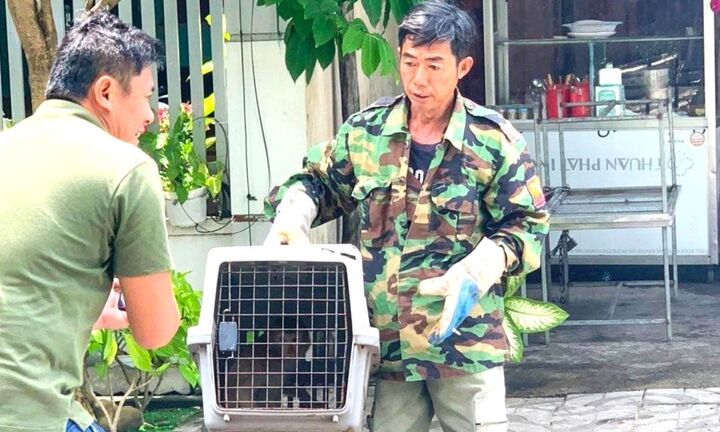 Đà Nẵng: Khỉ từ núi xuống phá nhà dân, tấn công trẻ em