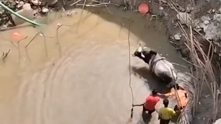 Video: Bỏ chạy sau trận chiến, chú bò rơi xuống hố sâu ở Ấn Độ