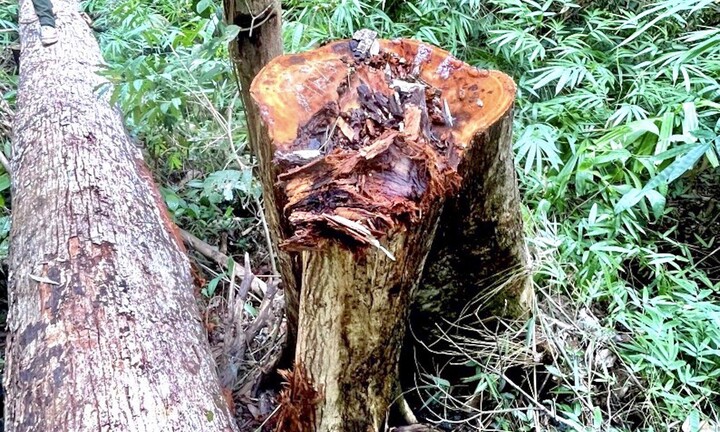 Ảnh: Rừng ở Kon Tum bị đốn hạ nằm la liệt