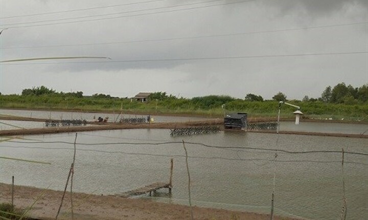 Trượt chân xuống ao nuôi tôm, 3 nữ sinh ở Thanh Hoá chết thương tâm