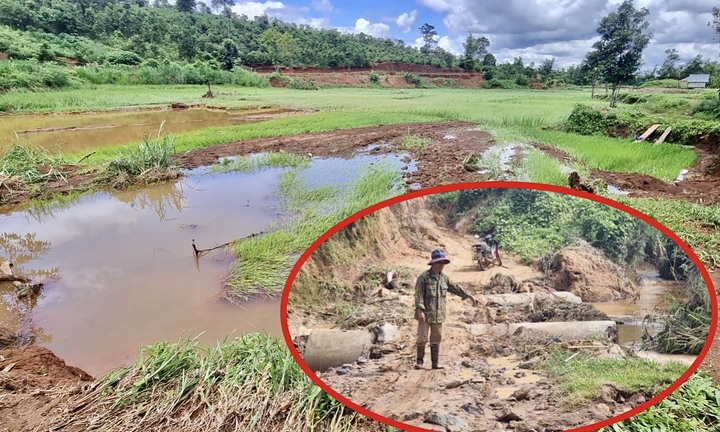 Mưa lớn nhiều ngày ở Gia Lai, ruộng đồng, hoa màu tan nát