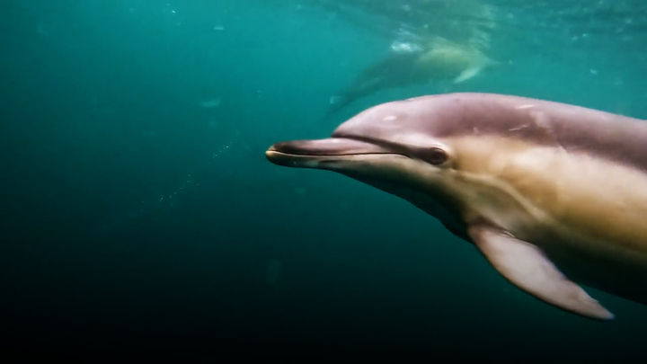 Video: Đàn cá heo rôm rả trò chuyện 