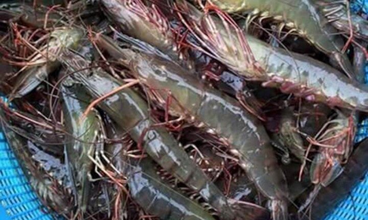 Xác minh thông tin tôm nghi bị bơm tạp chất bán ở chợ Đà Nẵng