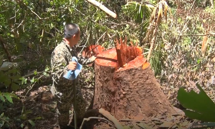 Video: Hàng trăm cây gỗ lớn ở Kon Tum bị đốn hạ, trơ gốc