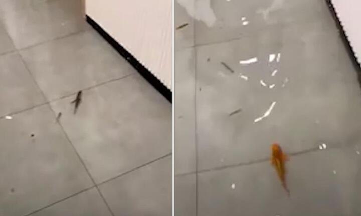 Video: Cá tung tăng bơi lội trong nhà dân sau trận mưa bão ở Trung Quốc