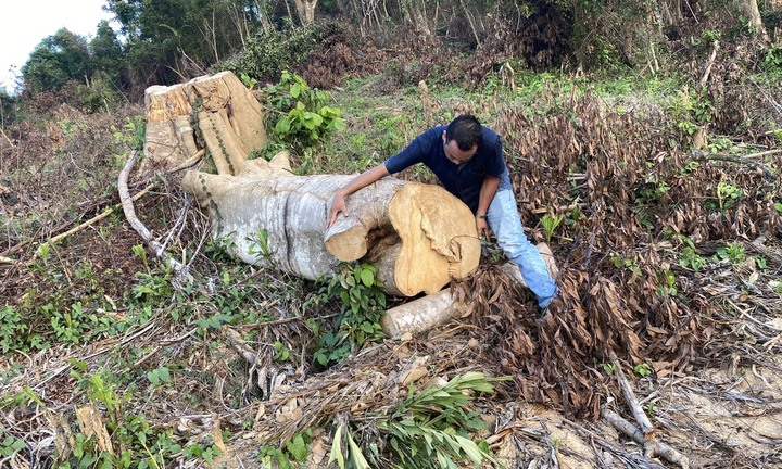 Rừng Sơn Hội (Phú Yên) vẫn ‘chảy máu’ từng ngày: Trách nhiệm thuộc về UBND xã