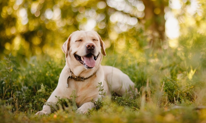 Trắc nghiệm tính cách qua loài chó yêu thích của bạn